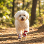 A small white Maltese dog walking down a dirt forest path wearing crimson red fleece lined dog shoes.