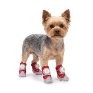 A small Yorkshire Terrier standing on a white background wearing crimson red fleece lined dog shoes.