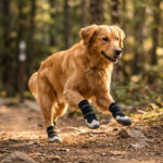 Golden Retriever leaping on a dirt trail wearing anti-slip outdoor dog boots with soft rubber soles.