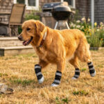 Golden Retriever walking in a sunny backyard wearing stealth black water-resistant outdoor boots for large breeds.