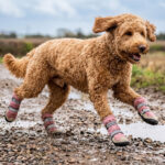 Active Goldendoodle sprinting through a muddy puddle wearing blush pink water-resistant dog boots.