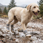 Goldendoodle charging through muddy water puddle wearing silver gray water-resistant winter dog boots.