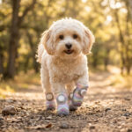 A small tan Doodle dog walking down a sunlit forest path wearing unicorn pink dazzling dial-fit dog shoes.