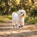 White Maltese walking elegantly on a gravel trail wearing colorful unicorn pink gradient dial-fit dog shoes.