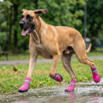 Great Dane charging through splashing rain pavement in fuchsia pink water-resistant sport shoes with dual straps.