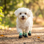 A white Maltese trotting happily on a sunlit dirt trail wearing light green hardwood floor dog socks.