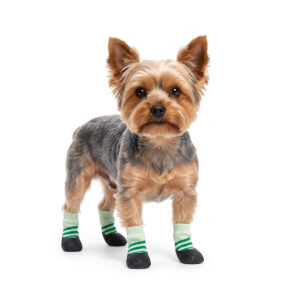 Yorkshire Terrier standing in sage green hardwood floor dog socks featuring seamless protective black bottoms.