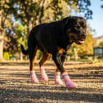 A large black and tan Rottweiler dog walking on a sunny gravel park path wearing blush pink protective high-top dog boots.