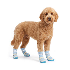 Goldendoodle standing comfortably wearing blue and cream high-top dog boots for large dogs.