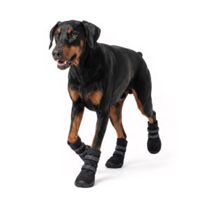 Doberman Pinscher walking in stealth black high-top warm dog boots with secure reflective double straps.