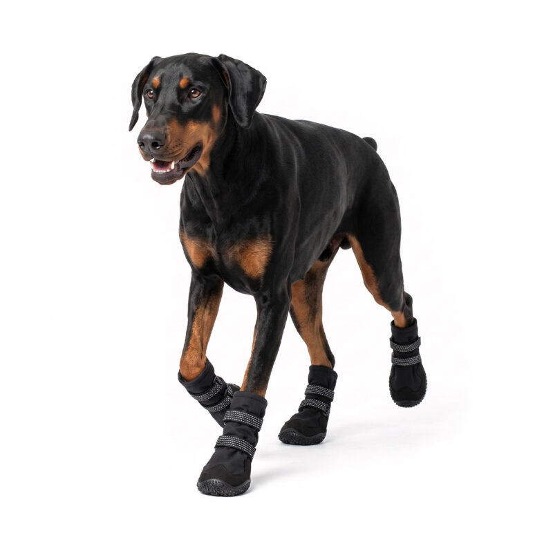 Doberman Pinscher walking in stealth black high-top warm dog boots with secure reflective double straps.