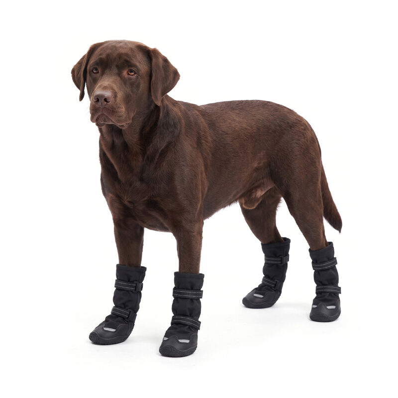 High-Top Winter Dog Boots On Labrador Retriever Chocolate Labrador retriever showcasing stealth black high-top winter dog boots with anti-slip rubber soles.