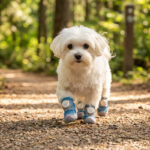 A small white Maltese dog walking forward on a dirt forest pathway wearing denim blue honeycomb mesh dog shoes.