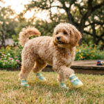 Light brown poodle trotting on green backyard lawn wearing sage green honeycomb mesh dog shoes securely.