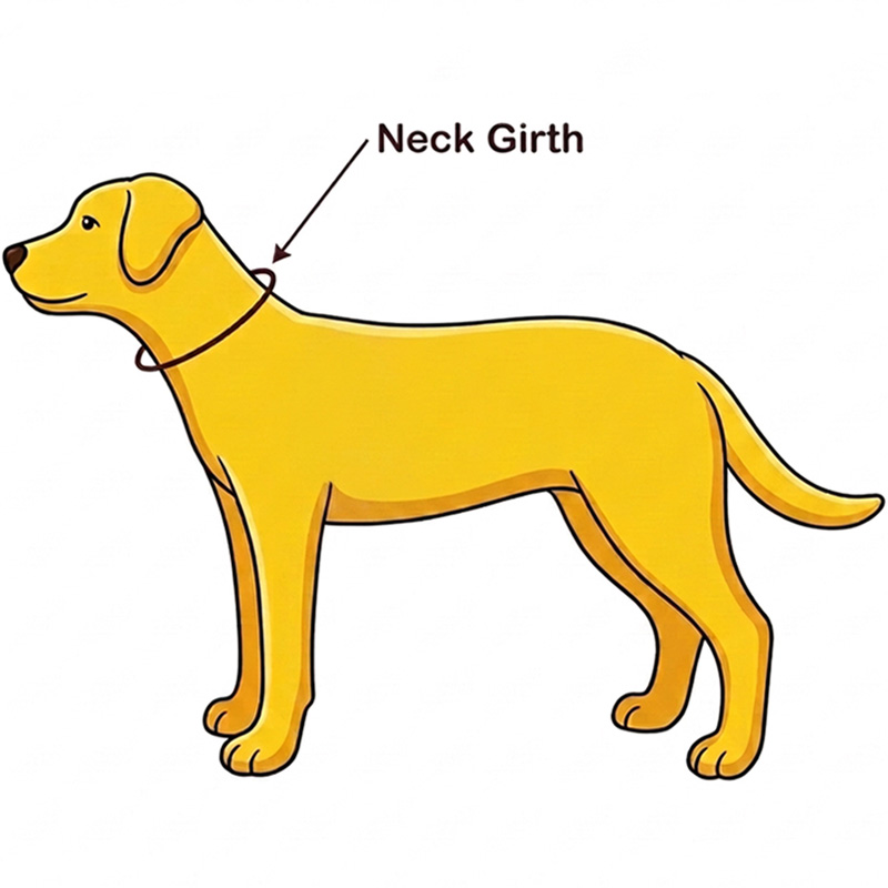 Size Guide collar diagram showing how to measure dog neck girth on a yellow dog.