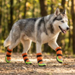 Siberian Husky walking confidently across a rugged gravel trail wearing tangerine orange winter outdoor dog boots.