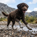 Labradoodle bounding energetically across a wet rock path wearing silver gray snow waterproof dog boots.