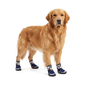 Golden Retriever Standing In Large Breed Dog Shoes Contrast Colorway Golden Retriever standing tall wearing dark blue large breed dog shoes with printed wrap straps.
