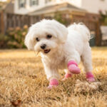 White Maltese dog exploring dry backyard lawn wearing pink lightweight paw protectors for summer safety.