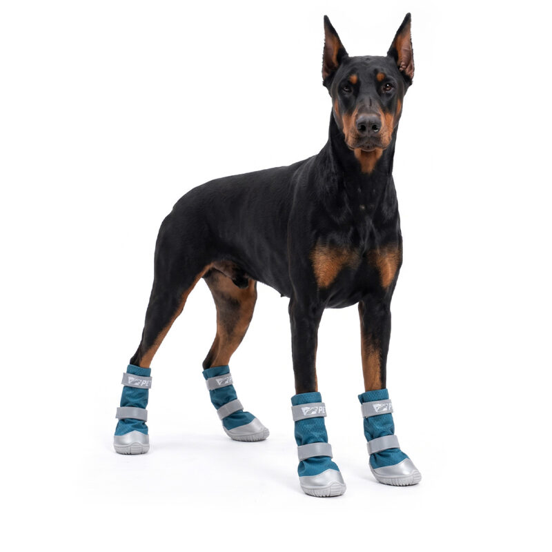Doberman Pinscher standing upright wearing ocean teal lightweight ripstop dog boots with grey soles.