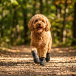 An active poodle running on a forested dirt trail wearing lightweight running dog socks in silver gray.