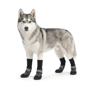 Siberian Husky showcasing silver gray long sleeve large dog boots with integrated protective black rubber outsoles.