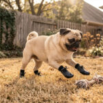 A pug playing on dry lawn wearing silver gray no-slip socks for hardwood floors during backyard exercise.