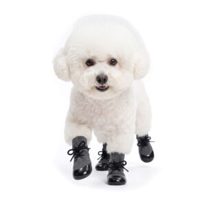 Happy white Bichon Frise running forward wearing silver gray no-slip socks for hardwood floors.
