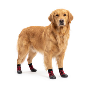 Golden Retriever standing wearing red and black houndstooth pattern no-slip socks for large dogs.