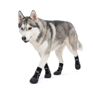 Siberian Husky walking confidently wearing stealth black no-slip stay-on dog socks with high-friction crinkle soles.