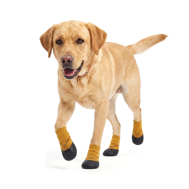 Yellow Labrador retriever trotting forward wearing camel tan nonslip walking dog socks with textured rubber bases.