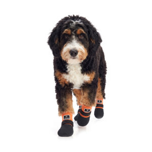 Orange Active Paw Protectors on Bernedoodle Bernedoodle puppy wearing tangerine orange outdoor paw protectors for dogs with flexible traction bases.