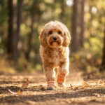 Golden doodle sprinting on a sunlit dirt trail wearing orange patent leather dog shoes that stay on securely.