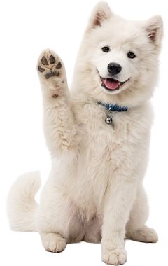A fluffy white Samoyed dog waving its paw for Paw Clad newsletter discount.