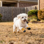 A small white Maltese running across a backyard lawn wearing camel tan paw protection dog socks.