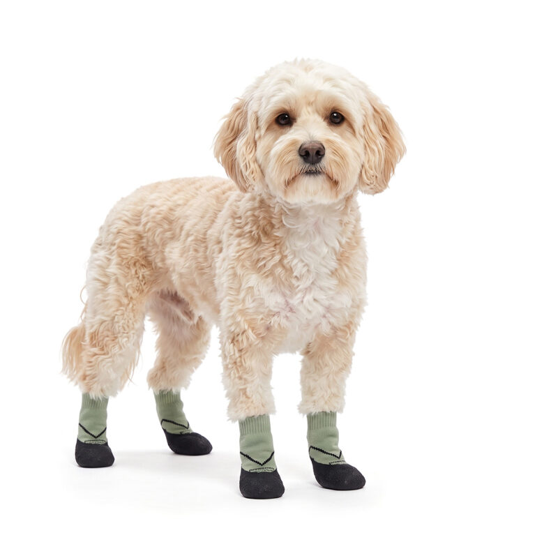 A cream terrier mix standing securely in sage green paw protection dog socks featuring textured black rubber bottoms.