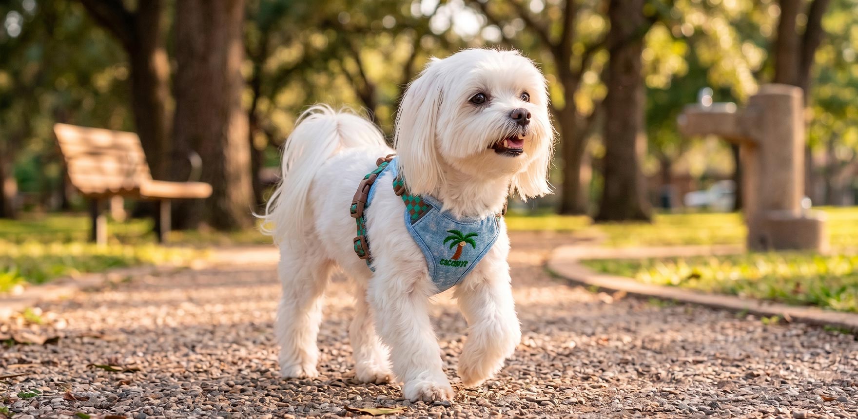 Small white dog walking outdoors wearing a comfortable blue Paw Clad dog harness with palm tree design.