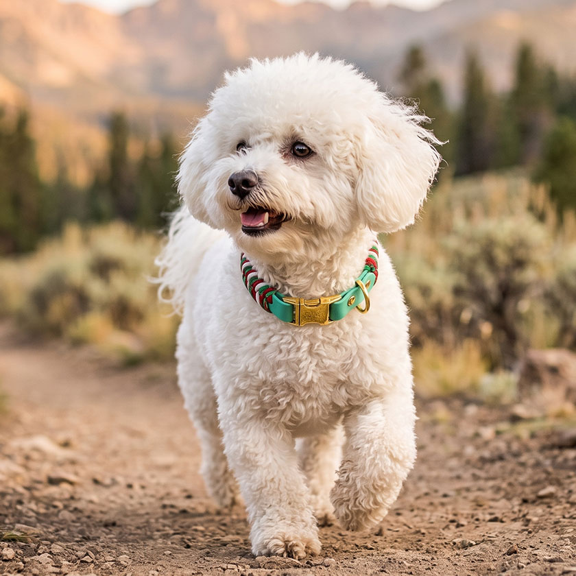 Fluffy white Bichon Frise walking on a dirt trail wearing a green braided Paw Clad outdoor dog collar with gold metal buckle.