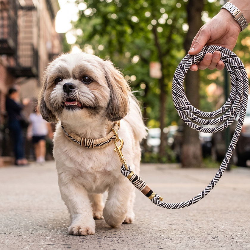 Shih Tzu walking on a city sidewalk attached to a patterned black and white Paw Clad woven rope dog leash with brass clip.
