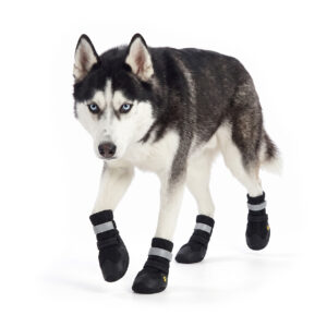 A Siberian Husky with blue eyes walking forward while wearing stealth black high-top dog boots with reflective security straps.