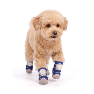Royal Blue Quick Fastening Dial Dog Shoes on Poodle A small tan Toy Poodle walking forward wearing royal blue quick fastening dial dog shoes with white cable guide ports.