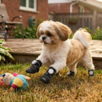 A small tan and white Shih Tzu dog leaping across grass toward a toy wearing stealth black quick fastening dial dog shoes.