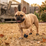 A French bulldog walking through dry backyard grass wearing khaki tan rainy day paw protectors.
