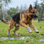 German Shepherd leaping forward on damp park grass wearing taro purple reflective dog shoes for walking safety.