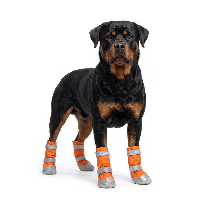 Rottweiler showcasing tangerine orange reflective velcro strap boots with protective silver toe caps.