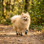 Fluffy Pomeranian trotting along a sunny forest dirt trail wearing protective silver gray rubber dipped dog socks.