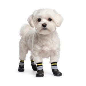 White Maltese dog standing wearing silver gray rubber dipped dog socks with black latex protective bases.