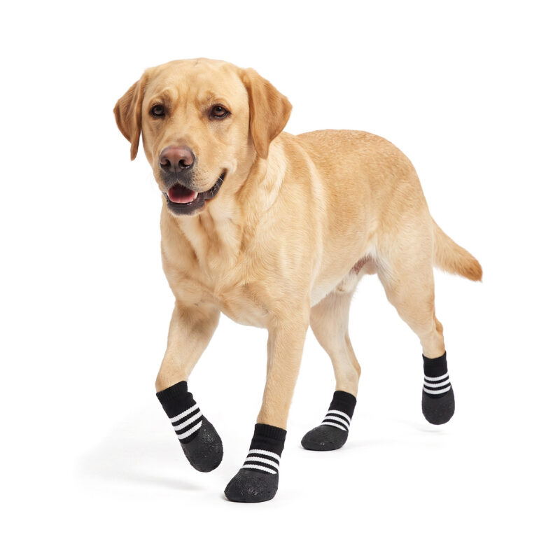 Yellow Labrador trotting confidently in stealth black scratch-proof furniture protector socks.