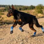 A Doberman sprinting powerfully on a rural dirt path wearing royal blue seamless waterproof bottom dog socks.