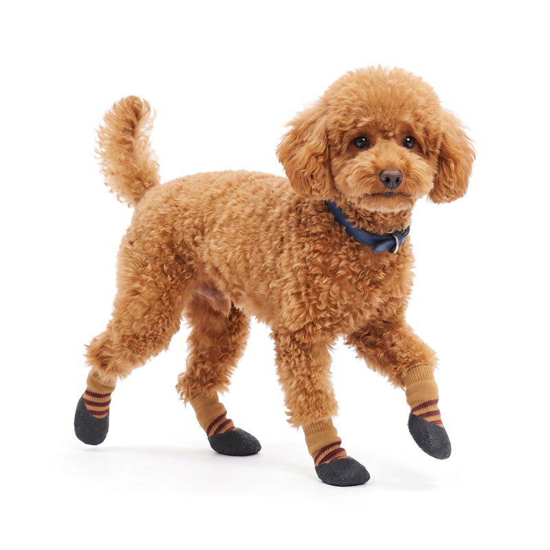 Fluffy toy poodle walking in camel tan seamless waterproof rubber bottom dog socks with burgundy stripes.